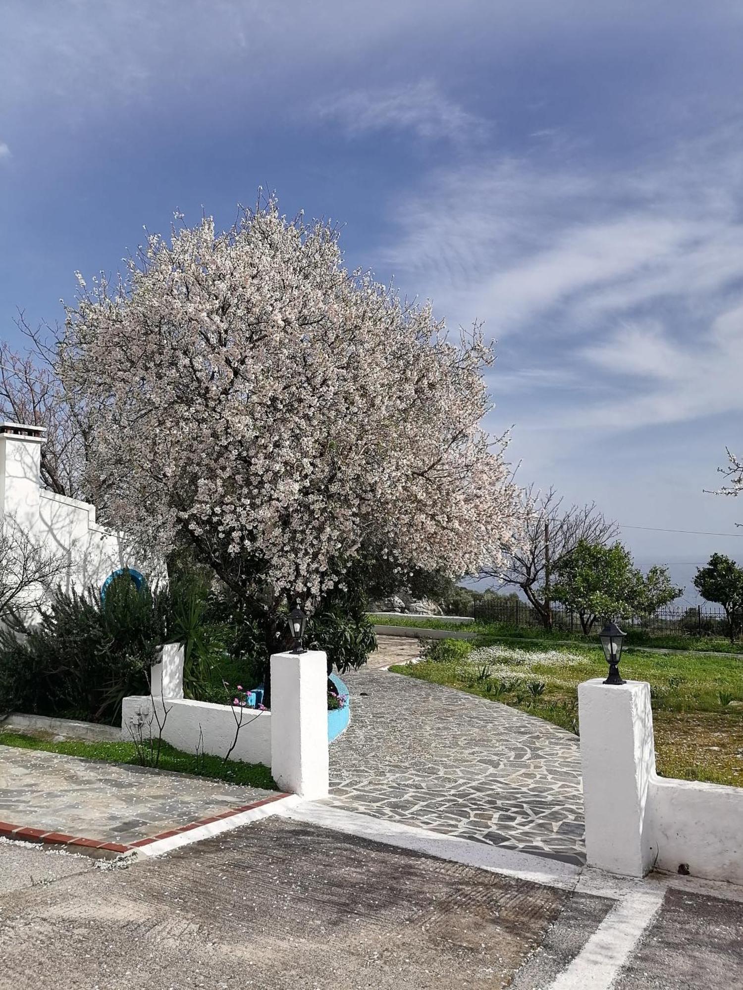 Studios Ioanna Limnionas Samos Marathókampos Exterior foto